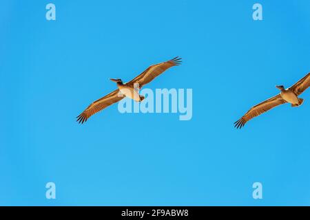Brown Pelicans en vol, Orange County, Californie, États-Unis, Amérique du Nord Banque D'Images