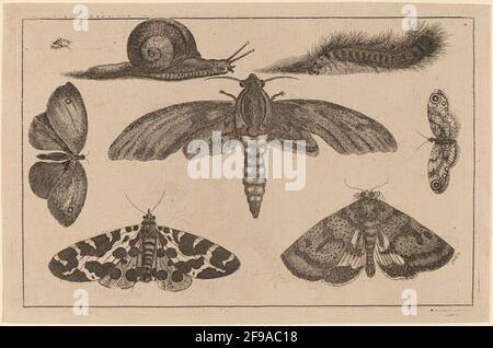 Six insectes, une chenille et un escargot. Banque D'Images