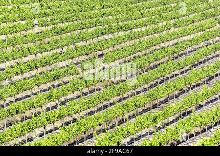 Vignobles, Temecula, Californie, États-Unis, Banque D'Images