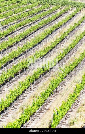 Vignobles, Temecula, Californie, États-Unis, Banque D'Images