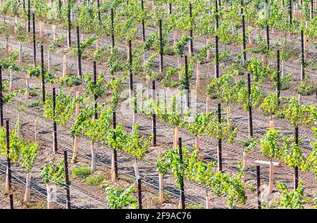 Vignobles, Temecula, Californie, États-Unis, Banque D'Images