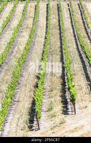 Vignobles, Temecula, Californie, États-Unis, Banque D'Images