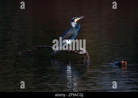 Cormoran adulte (Phalacrocorax carbo) assis sur une branche Banque D'Images