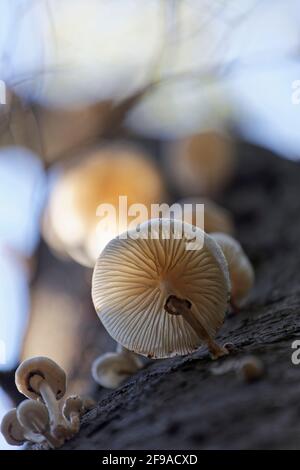 Lime de hêtre ou lime à anneaux, Oudanusiella mucida Banque D'Images