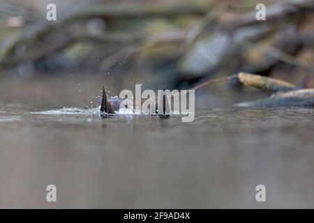 Une femelle de ramasse de velours (Melanitta fusca) plongée le long du bord d'eau d'un lac. Banque D'Images