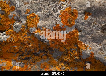Orange vif Caloplaca marina aka Orange Sea Lichen sur le rocher, les pluies récentes ont ravivé le corps végétatif, fond macro naturel Banque D'Images