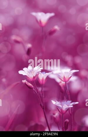Petites fleurs blanches Chickweed ou Cerastium arvense sur la prairie. Banque D'Images