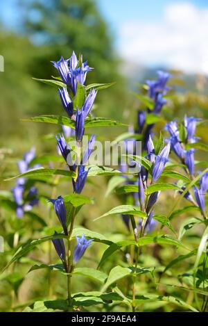 Fleurs saule gentiane (Gentiana asclepiadea) dans les montagnes Tatra, Slovaquie. Banque D'Images