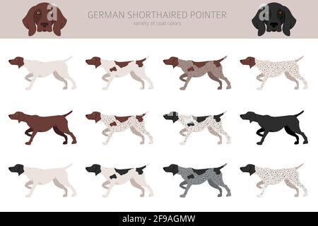 Une clipart de pointeur court-circuitait l'allemand. Différentes poses, ensemble de couleurs de pelage. Illustration vectorielle Illustration de Vecteur