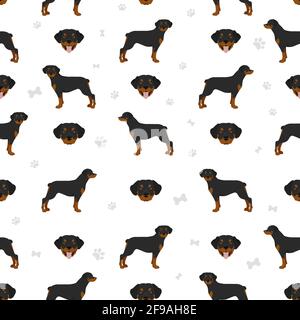 Rottweiler sans couture. Différentes poses, ensemble de couleurs de pelage. Illustration vectorielle Illustration de Vecteur