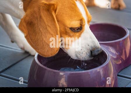 Beagle chien buvant de l'eau pour se rafraîchir à l'ombre sur l'herbe se cachant du soleil d'été . Fond d'été. Banque D'Images