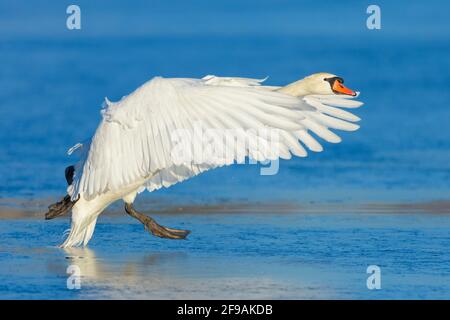 Atterrissage Mute Swan (Cygnus olor) sur un lac gelé, février, Hesse Banque D'Images