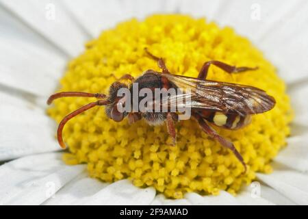 Gros plan d'une abeille de Nomada ruficornis assise une fleur Banque D'Images