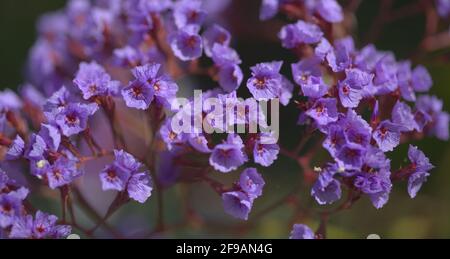 Flore de Gran Canaria - Limonium preauxii, lavande de mer endémique à l'île Banque D'Images