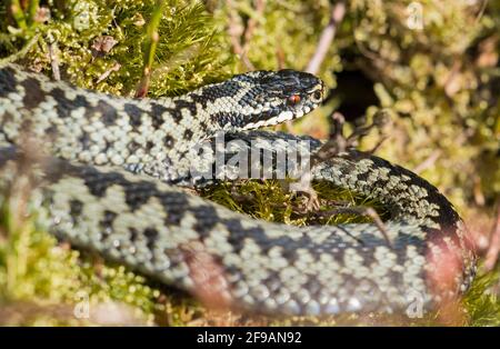 Additionneur de sexe masculin fraîchement ébougé (Vipera berus) avec une belle coloration bleue. Banque D'Images