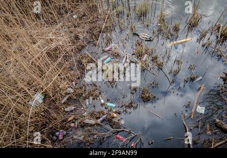 Deux canards colverts mâles se nourrissant dans un lac pollué par des bouteilles en plastique. Banque D'Images