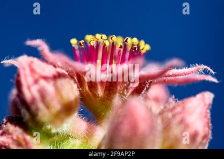 Une croissance de pierre en fleur. Houseleek à grandes fleurs (Sempervivum grandiflorum). Banque D'Images