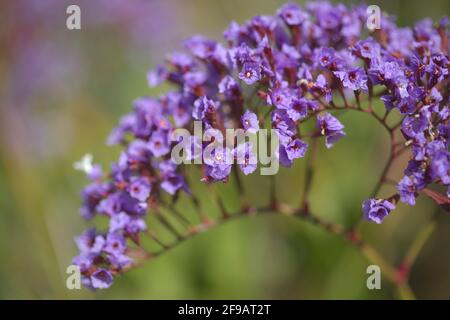 Flore de Gran Canaria - Limonium preauxii, lavande de mer endémique à l'île Banque D'Images