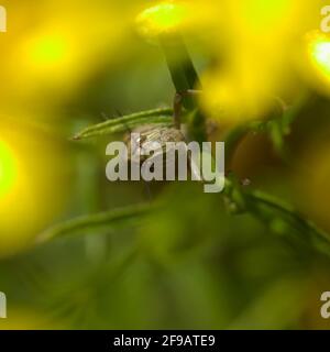 Sauterelle sur le balai jaune fleurs fond macro naturel Banque D'Images