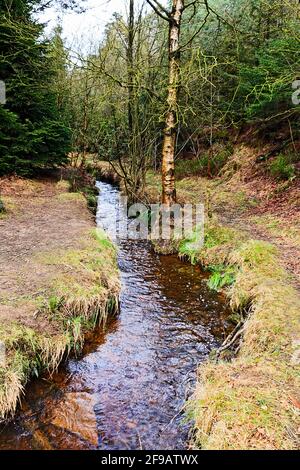 Petit bras dans le North Yorkshire de Cropton Forest Banque D'Images