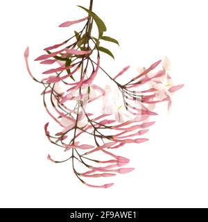 Fleur Jasminum officinale, le jasmin commun, isolé sur fond blanc Banque D'Images