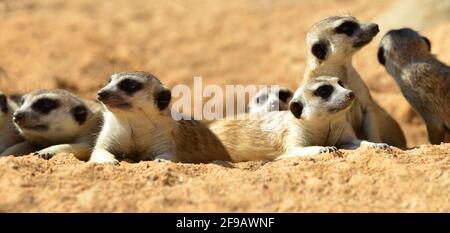 Mignon Meerkat ( Suricata suricata ) couché sur le sable. Animaux africains amusants. Banque D'Images