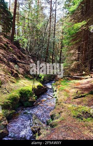 Petit bras dans le North Yorkshire de Cropton Forest Banque D'Images