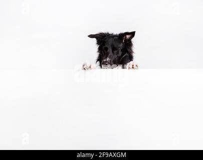 Joyeux chien de Collie de bordure regardant de côté, l'imagerie quelque chose avec une bannière blanche ou une affiche en face de lui, isolé. Modèle de carte avec portrait d'un Banque D'Images