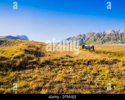 Paysage impressionnant avec des vaches en pâturage dans les prés de la vallée de Campo Imperatore, Parc National de Gran Sasso, région des Abruzzes, Italie Banque D'Images