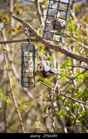 Un oiseau Nuthatch suspendu d'un mangeoire à oiseaux avec de la graisse balles à l'intérieur Banque D'Images