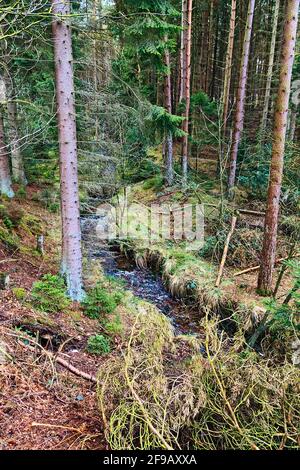 Petit bras dans le North Yorkshire de Cropton Forest Banque D'Images