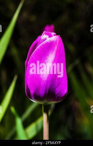 Gros plan d'une tulipe pourpre (Tulipa 'Negrita') dans un jardin de printemps du nord de Londres, Londres, Royaume-Uni Banque D'Images