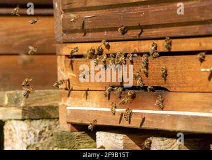 Les abeilles volent vers la ruche, gros plan. Abeilles à l'entrée de l'apiaire. Banque D'Images