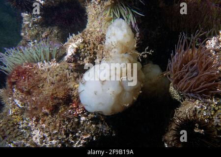 White Sea-Squirt (Phallusia mamillata) dans un lagon côtier méditerranéen Banque D'Images