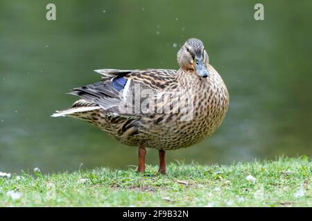 Une barbotte de canard dans la prairie. Elle rabats ses ailes et est très active et agile. Banque D'Images