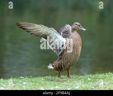 Une barbotte de canard dans la prairie. Elle rabats ses ailes et est très active et agile. Banque D'Images