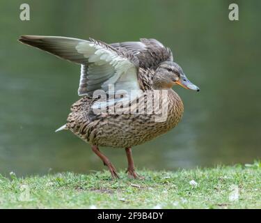 Une barbotte de canard dans la prairie. Elle rabats ses ailes et est très active et agile. Banque D'Images