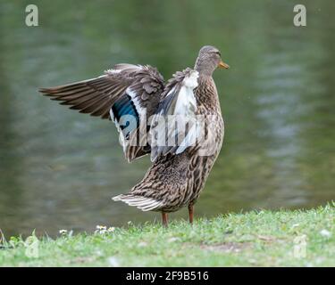 Une barbotte de canard dans la prairie. Elle rabats ses ailes et est très active et agile. Banque D'Images