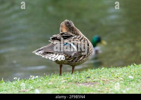 Une barbotte de canard dans la prairie. Elle rabats ses ailes et est très active et agile. Banque D'Images