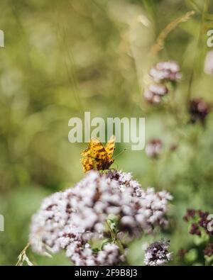 Gros plan vertical d'un papillon virgule sud sur un fleur Banque D'Images
