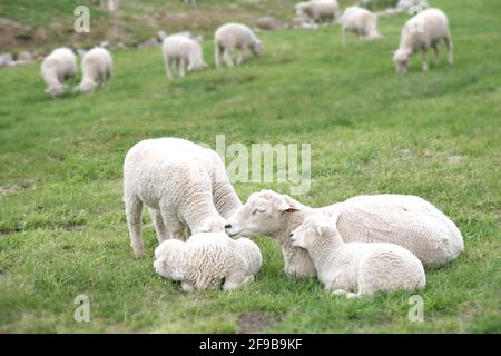 Famille de moutons reposant dans l'herbe verte. Banque D'Images