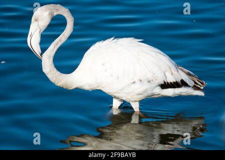 Grand flamants roses (Phoenicopterus roseus) portrait de près debout dans l'eau dans la nature à Cape Town, Afrique du Sud Banque D'Images