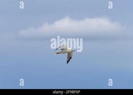 Un mouette à pattes jaunes pour adultes volant au-dessus d'un ciel bleu et les nuages Banque D'Images