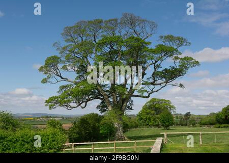 Grand arbre sycomore au printemps contre un ciel bleu Banque D'Images