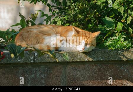 Gingembre et chat blanc endormi sur un mur dans le dim Banque D'Images