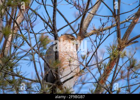 Un faucon de cooper à Québec, Canada Banque D'Images