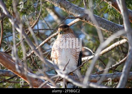 Un faucon de cooper à Québec, Canada Banque D'Images