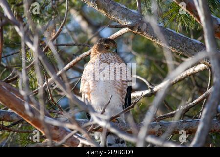 Un faucon de cooper à Québec, Canada Banque D'Images