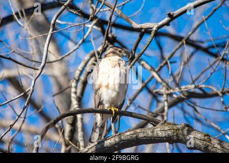 Un faucon de cooper à Québec, Canada Banque D'Images