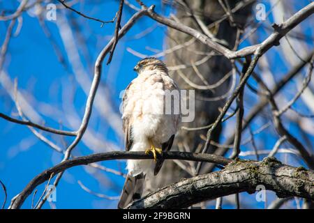 Un faucon de cooper à Québec, Canada Banque D'Images